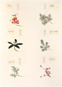Naturalis Biodiversity Center - RMNH.ART.364-Prunus mume-Chamaecyparis obtusa-Pinus parviflora-Daphne odora-Chaenomeles speciosa-Pinus parviflora-Kawahara Keiga-1823-1829-Siebold Collection-pencil drawing-water colour