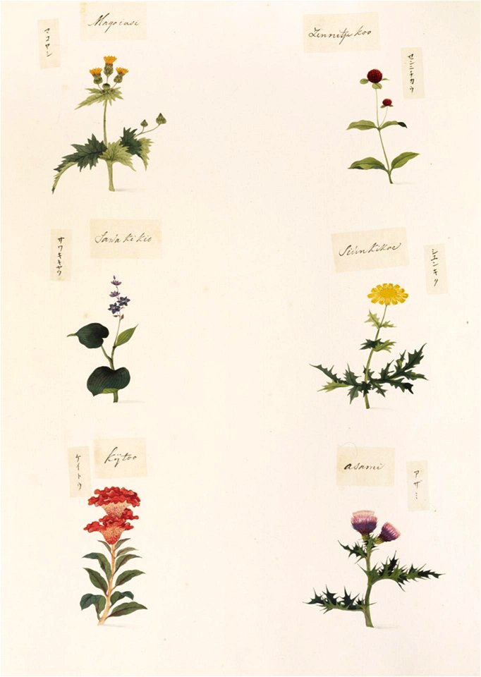 Naturalis Biodiversity Center - RMNH.ART.350-Cirsium sp-Celosia argentea-Chrysanthemum coronarium-Lobelia sessilifolia-Gomphrena globosa-Medicago polymorpha-Kawahara Keiga-1823-1829-Siebold Collection-pencil drawing-water colour