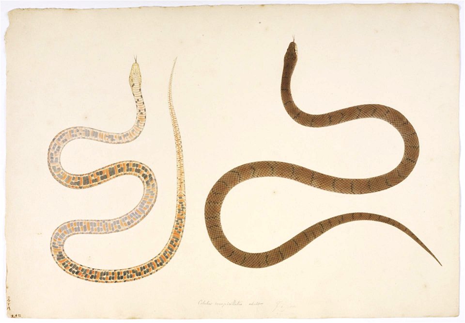 Naturalis Biodiversity Center - RMNH.ART.128 - Elaphe conspicillata - Kawahara Keiga - 1823 - 1829 - Siebold Collection - pencil drawing - water colour