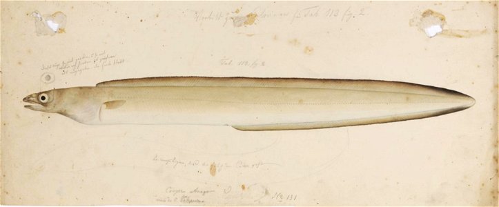 Naturalis Biodiversity Center - RMNH.ART.259 - Ariosoma anago (Temminck & Schlegel, 1846) - Kawahara Keiga - 1823 - 1829 - Siebold Collection - pencil drawing - water colour