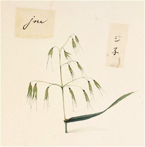 Naturalis Biodiversity Center - RMNH.ART.708 - Avena fatua - Kawahara Keiga - 1823 - 1829 - Siebold Collection - pencil drawing - water colour