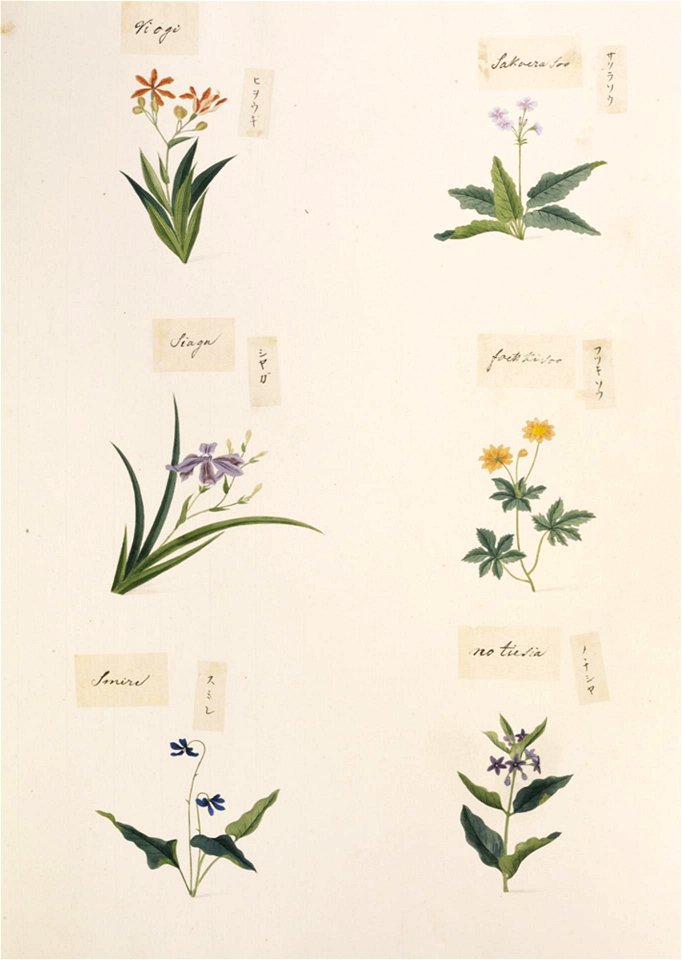 Naturalis Biodiversity Center - RMNH.ART.345 - Pachysandra terminalis - Viola mandshurica - Belamcanda chinensis - Primula sieboldii - indet. - Kawahara Keiga - 1823 - 1829 - Siebold Collection - pencil drawing - water colour