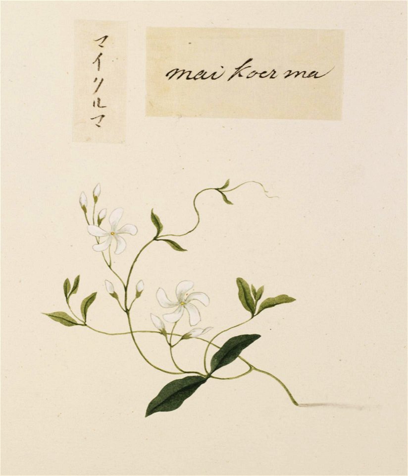 Naturalis Biodiversity Center - RMNH.ART.667 - Unidentified plant - Kawahara Keiga - 1823 - 1829 - Siebold Collection - pencil drawing - water colour