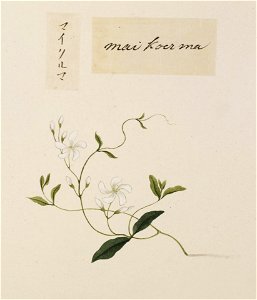 Naturalis Biodiversity Center - RMNH.ART.667 - Unidentified plant - Kawahara Keiga - 1823 - 1829 - Siebold Collection - pencil drawing - water colour