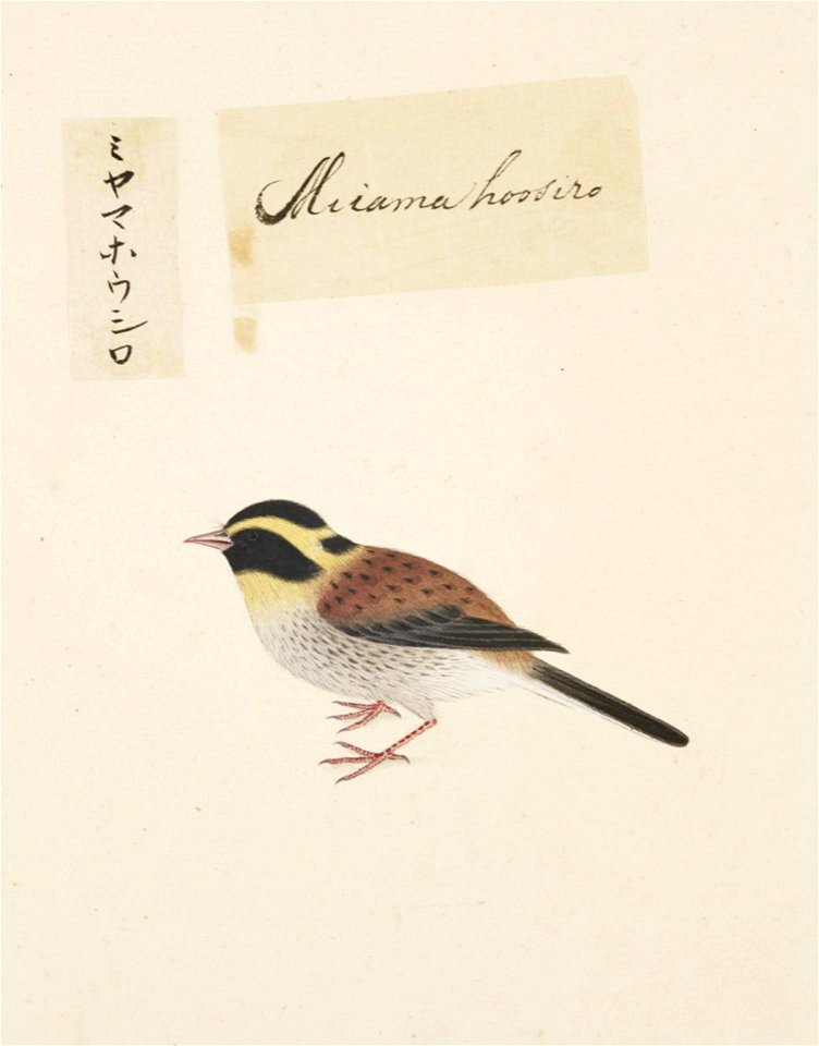 Naturalis Biodiversity Center - RMNH.ART.427 - Emberiza elegans - Kawahara Keiga - 1823 - 1829 - Siebold Collection - pencil drawing - water colour