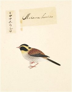 Naturalis Biodiversity Center - RMNH.ART.427 - Emberiza elegans - Kawahara Keiga - 1823 - 1829 - Siebold Collection - pencil drawing - water colour