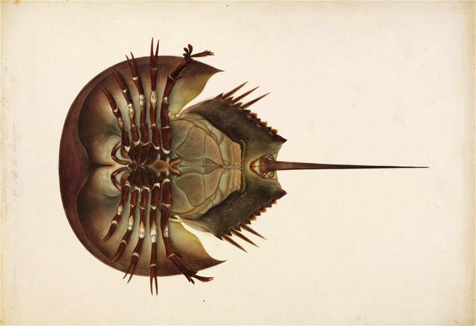 Naturalis Biodiversity Center - RMNH.ART.29 - Tachypleus tridentatus - Kawahara Keiga - 1823 - 1829 - Siebold Collection - pencil drawing - water colour