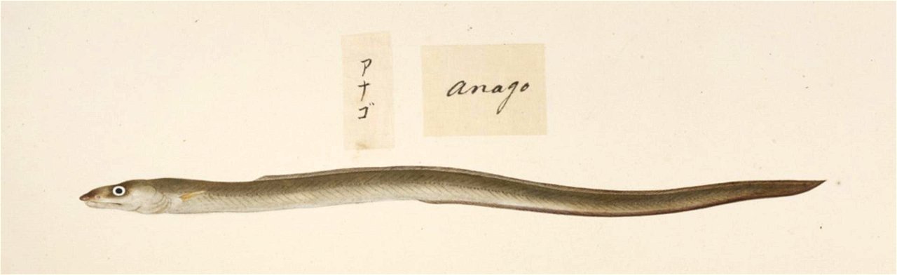 Naturalis Biodiversity Center - RMNH.ART.471 - Anago or conger - Kawahara Keiga - 1823 - 1829 - Siebold Collection - pencil drawing - water colour