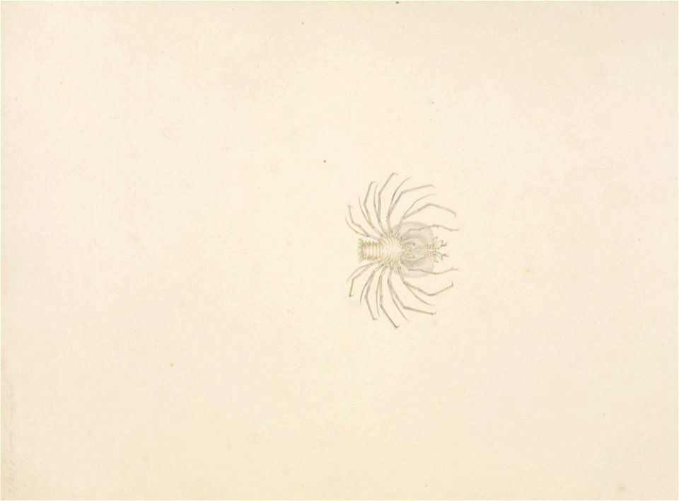 Naturalis Biodiversity Center - RMNH.ART.64 - Ibacus ciliatus - Kawahara Keiga - 1823 - 1829 - Siebold Collection - pencil drawing - water colour