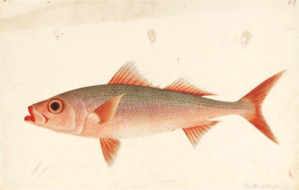 Naturalis Biodiversity Center - RMNH.ART.595 - Erythrocles schlegelii (Richardson) - Kawahara Keiga - 1823 - 1829 - Siebold Collection - pencil drawing - water colour