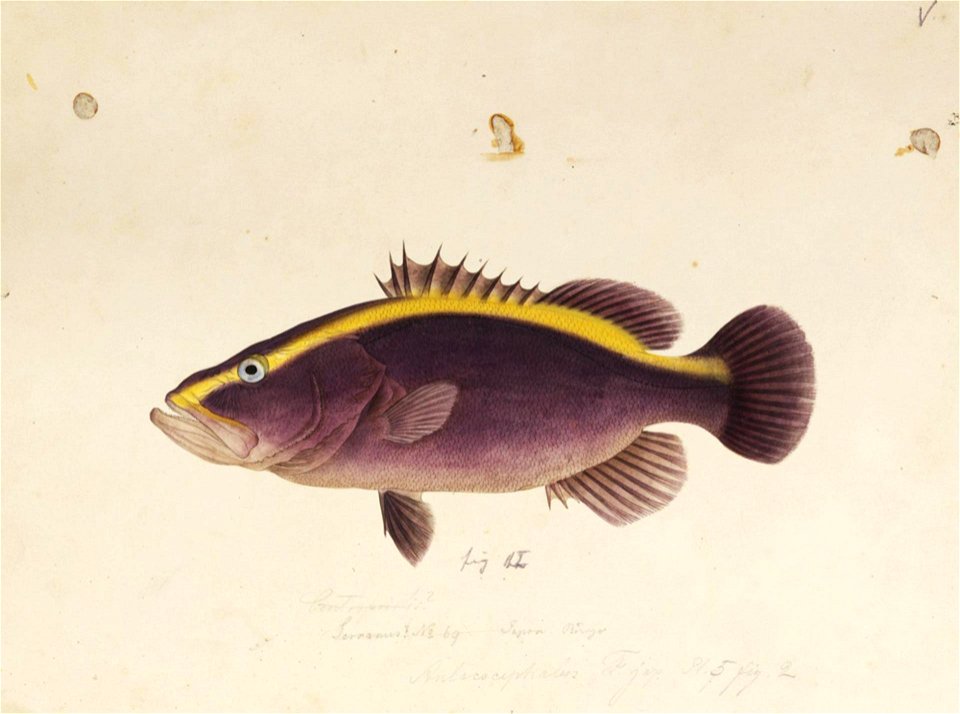 Naturalis Biodiversity Center - RMNH.ART.672 - Aulacocephalus temminckii Bleeker - Kawahara Keiga - 1823 - 1829 - Siebold Collection - pencil drawing - water colour