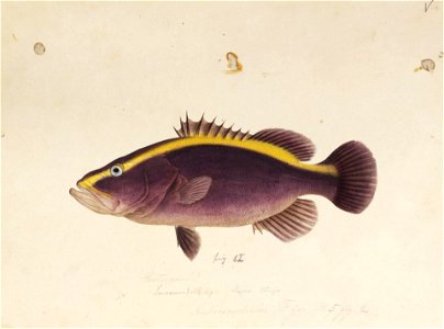 Naturalis Biodiversity Center - RMNH.ART.672 - Aulacocephalus temminckii Bleeker - Kawahara Keiga - 1823 - 1829 - Siebold Collection - pencil drawing - water colour