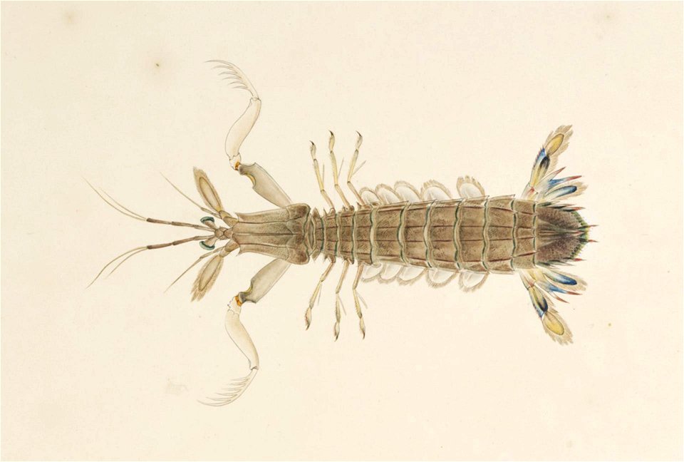 Naturalis Biodiversity Center - RMNH.ART.27 - Oratosquilla oratoria - Kawahara Keiga - 1823 - 1829 - Siebold Collection - pencil drawing - water colour