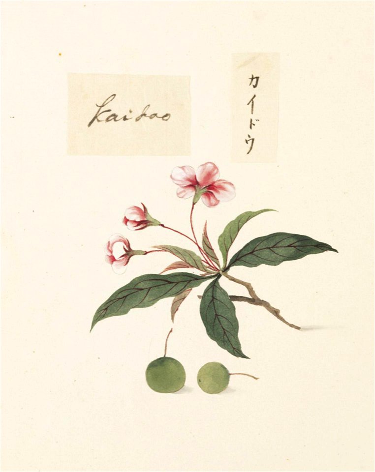 Naturalis Biodiversity Center - RMNH.ART.638 - Malus halliana - Kawahara Keiga - 1823 - 1829 - Siebold Collection - pencil drawing - water colour