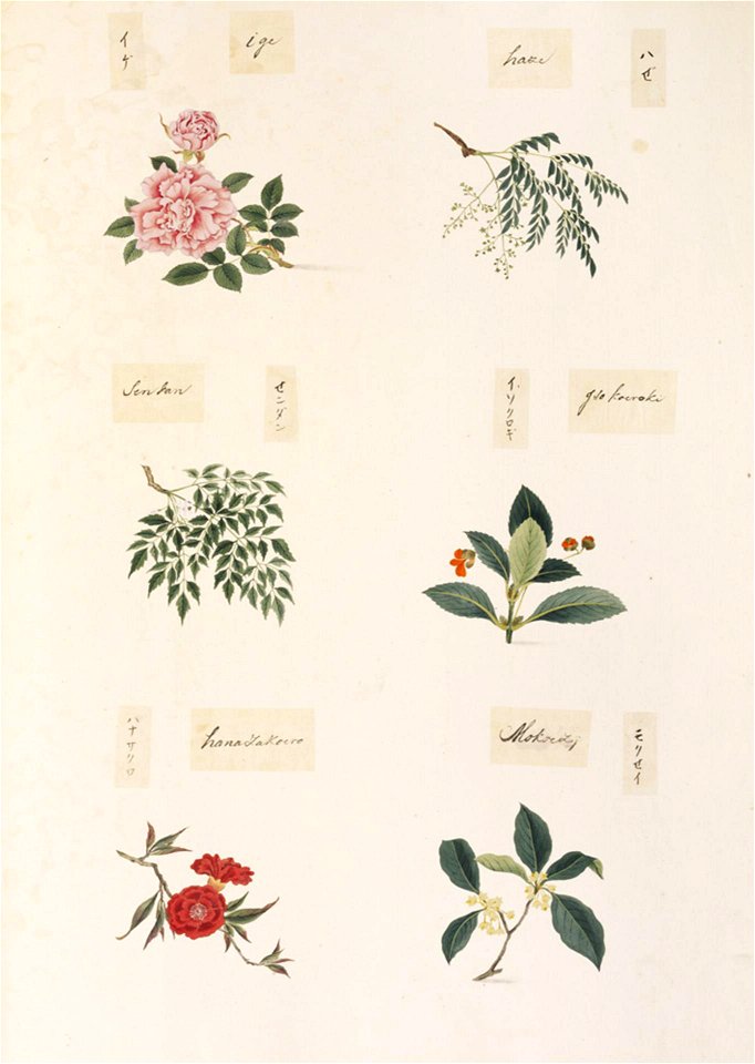 Naturalis Biodiversity Center - RMNH.ART.359 - Osmanthus sp. - Punica granatum - Euonymus japonicus - Melia azedarach - Rhus succedanea - Rosa sp. - Kawahara Keiga - 1823 - 1829 - Siebold Collection - pencil drawing - water colour