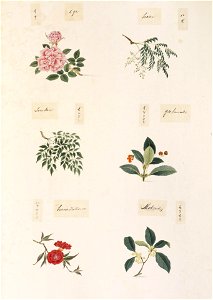 Naturalis Biodiversity Center - RMNH.ART.359 - Osmanthus sp. - Punica granatum - Euonymus japonicus - Melia azedarach - Rhus succedanea - Rosa sp. - Kawahara Keiga - 1823 - 1829 - Siebold Collection - pencil drawing - water colour