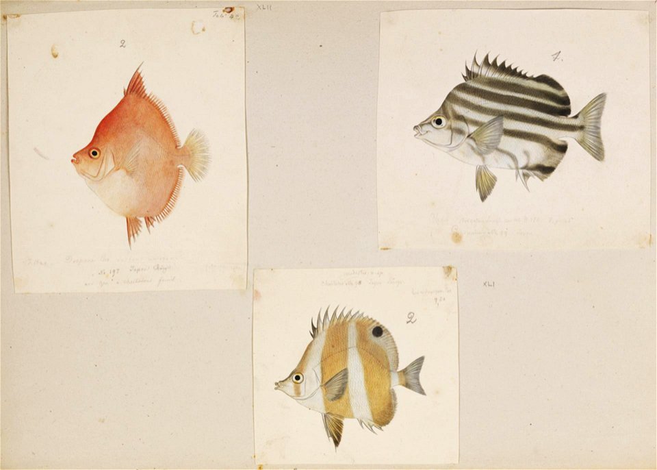 Naturalis Biodiversity Center - RMNH.ART.207 - Chaetodon modestus - Microcanthus strigatus - Antigonia rubescens - Kawahara Keiga - 1823 - 1829 - Siebold Collection - pencil drawing - water colour