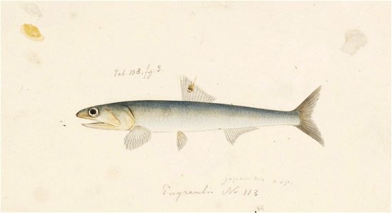 Naturalis Biodiversity Center - RMNH.ART.148 - Engraulis japonicus Temminck and Schlegel - Kawahara Keiga - 1823 - 1829 - Siebold Collection - pencil drawing - water colour