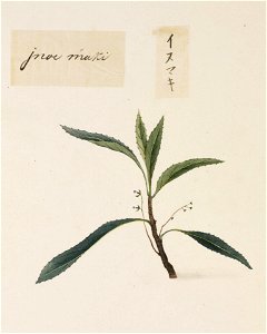 Naturalis Biodiversity Center - RMNH.ART.811 - Podocarpus macrophyllus - Kawahara Keiga - 1823 - 1829 - Siebold Collection - pencil drawing - water colour