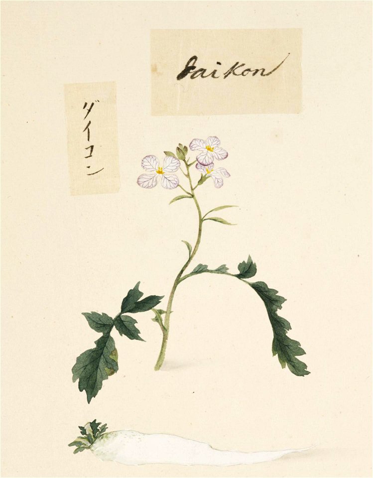 Naturalis Biodiversity Center - RMNH.ART.656 - Raphanus sativus - Kawahara Keiga - 1823 - 1829 - Siebold Collection - pencil drawing - water colour