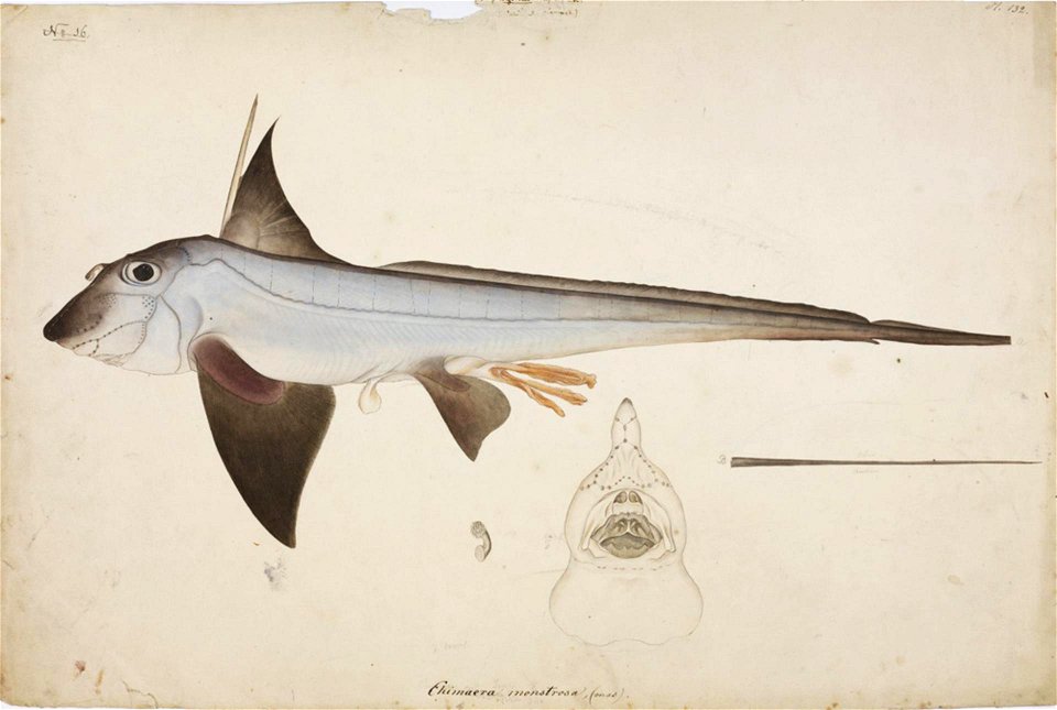 Naturalis Biodiversity Center - RMNH.ART.44 - Chimaera phantasma Jordan and Snyder - Kawahara Keiga - 1823 - 1829 - Siebold Collection - pencil drawing - water colour