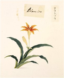 Naturalis Biodiversity Center - RMNH.ART.700 - Unidentified plant - Kawahara Keiga - 1823 - 1829 - Siebold Collection - pencil drawing - water colour