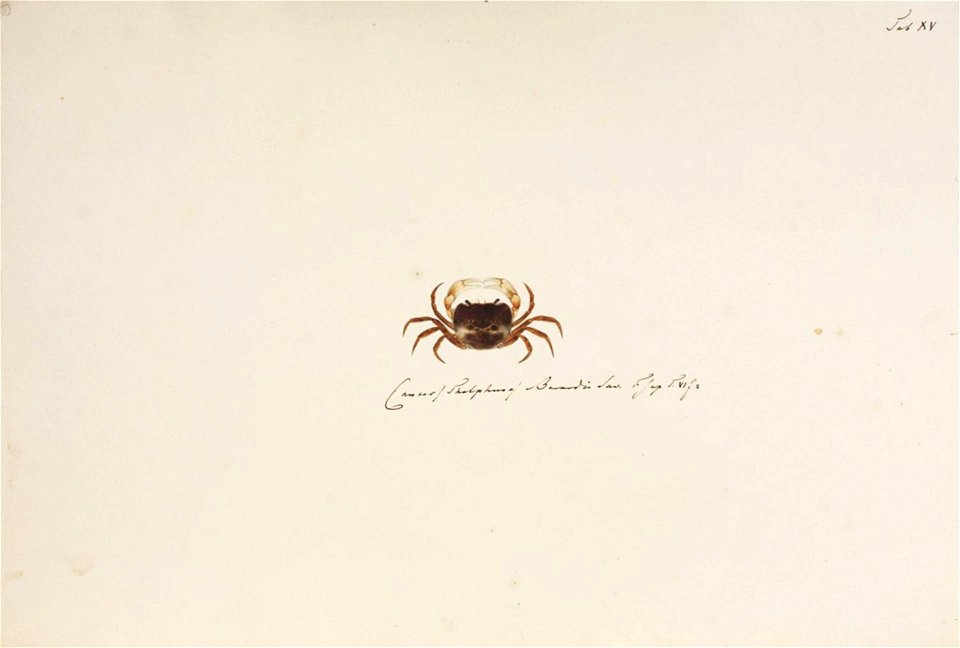 Naturalis Biodiversity Center - RMNH.ART.8 - Potamon (Geothelphusa) dehaani - Kawahara Keiga - 1823 - 1829 - Siebold Collection - pencil drawing - water colour