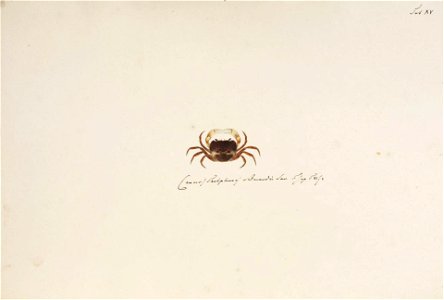 Naturalis Biodiversity Center - RMNH.ART.8 - Potamon (Geothelphusa) dehaani - Kawahara Keiga - 1823 - 1829 - Siebold Collection - pencil drawing - water colour