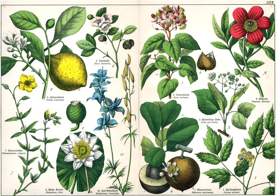 Naturgeschichte des Pflanzenreichs Tafel XXVII