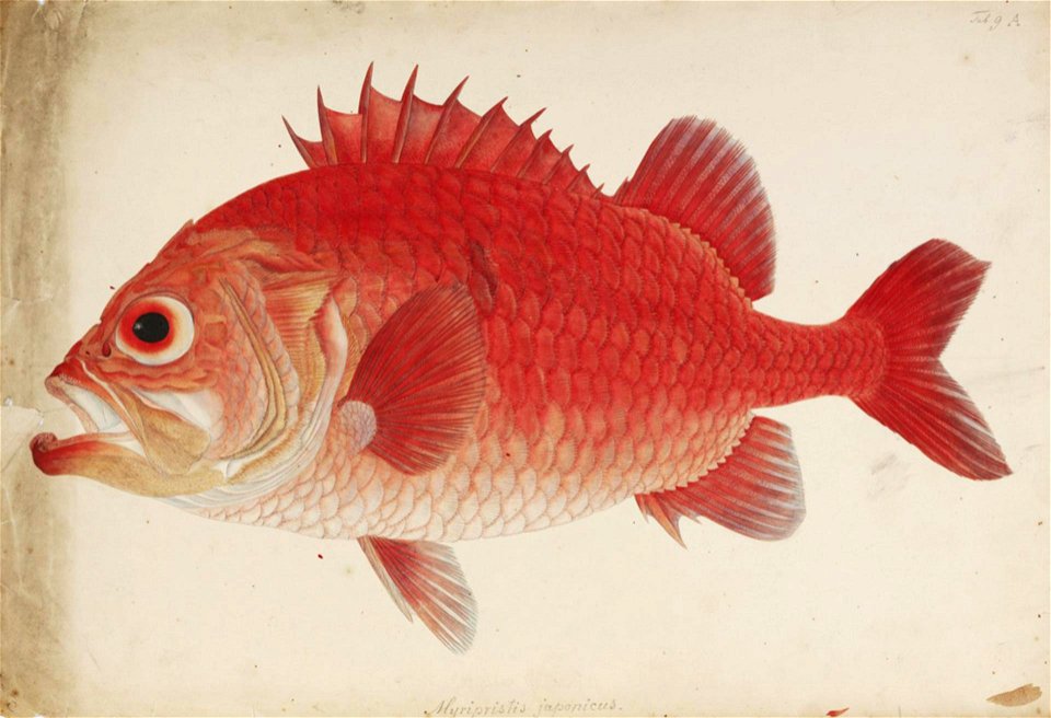 Naturalis Biodiversity Center - RMNH.ART.187 - Ostichthys japonicus Cuvier - Kawahara Keiga - 1823 - 1829 - Siebold Collection - pencil drawing - water colour