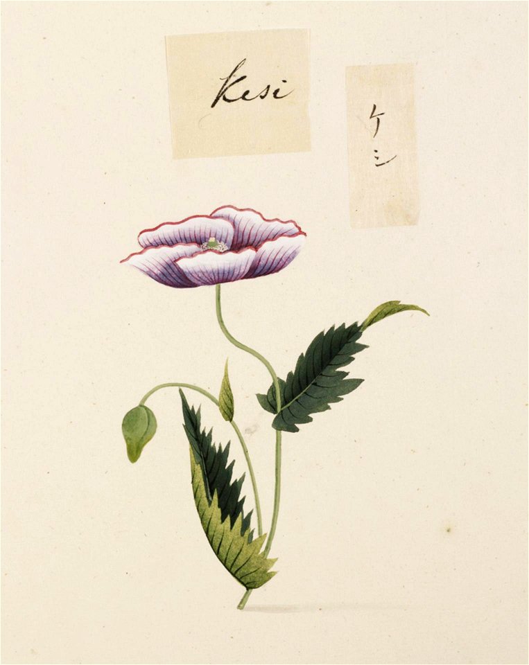 Naturalis Biodiversity Center - RMNH.ART.735 - Papaver somniferum - Kawahara Keiga - 1823 - 1829 - Siebold Collection - pencil drawing - water colour