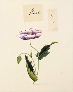Naturalis Biodiversity Center - RMNH.ART.735 - Papaver somniferum - Kawahara Keiga - 1823 - 1829 - Siebold Collection - pencil drawing - water colour