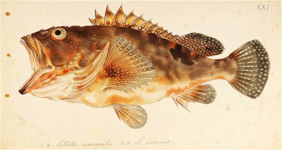 Naturalis Biodiversity Center - RMNH.ART.291 - Sebastiscus marmoratus (Cuvier) - Kawahara Keiga - 1823 - 1829 - Siebold Collection - pencil drawing - water colour
