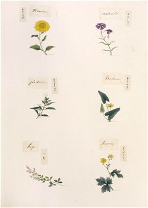 Naturalis Biodiversity Center - RMNH.ART.279-Dianthus superbus-Helianthus annuus-Platycodon grandiflorus-Nuphar japonicum-Lespedeza sp.-Ranunculaceae indet.-Kawahara Keiga-1823-1829-Siebold Collection-pencil drawing-water colour