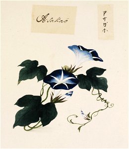 Naturalis Biodiversity Center - RMNH.ART.702 - Ipomoea nil - Kawahara Keiga - 1823 - 1829 - Siebold Collection - pencil drawing - water colour