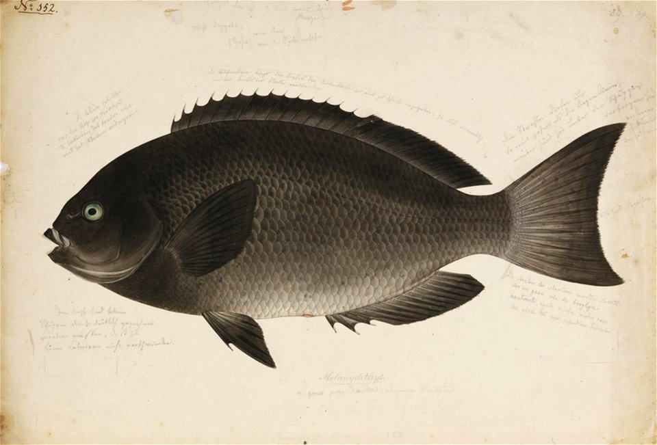 Naturalis Biodiversity Center - RMNH.ART.190 - Girella melanichthys Richardson - Kawahara Keiga - 1823 - 1829 - Siebold Collection - pencil drawing - water colour