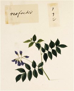 Naturalis Biodiversity Center - RMNH.ART.676 - Wisteria brachybotrys - Kawahara Keiga - 1823 - 1829 - Siebold Collection - pencil drawing - water colour
