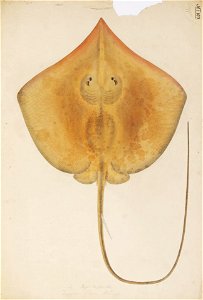 Naturalis Biodiversity Center - RMNH.ART.257 - Dasyatis zugei (Muller and Henle) - Kawahara Keiga - 1823 - 1829 - Siebold Collection - pencil drawing - water colour