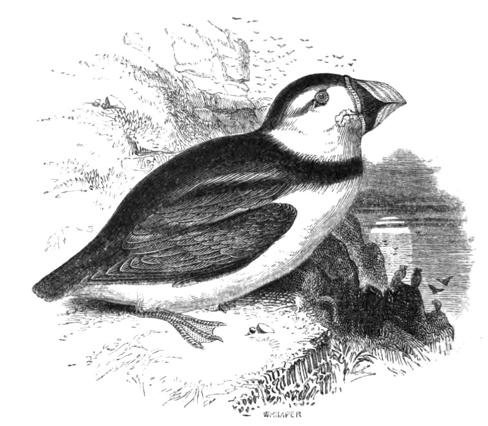 Natural History, Birds - Puffin
