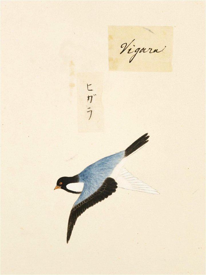 Naturalis Biodiversity Center - RMNH.ART.411 - Parus ater - Kawahara Keiga - 1823 - 1829 - Siebold Collection - pencil drawing - water colour
