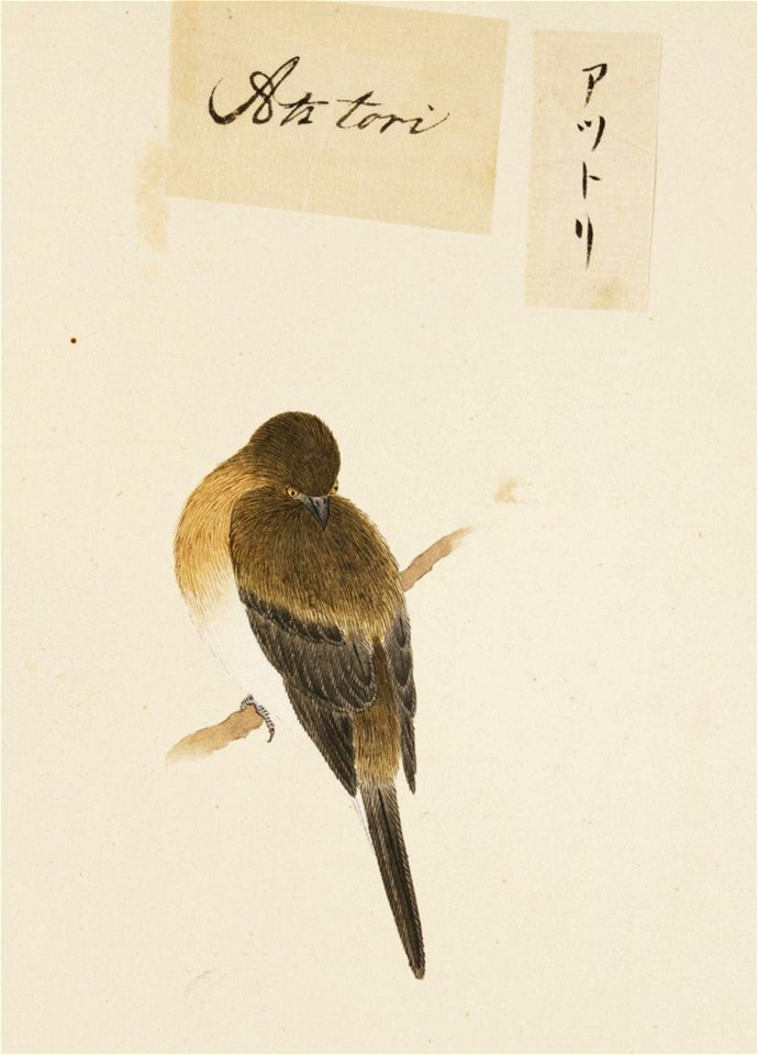 Naturalis Biodiversity Center - RMNH.ART.406 - Kawahara Keiga - 1823 - 1829 - Siebold Collection - pencil drawing - water colour