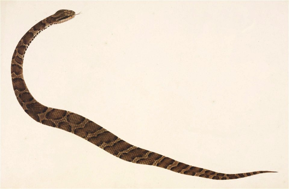 Naturalis Biodiversity Center - RMNH.ART.105 - Gloydius blomhoffii - Kawahara Keiga - 1823 - 1829 - Siebold Collection - pencil drawing - water colour