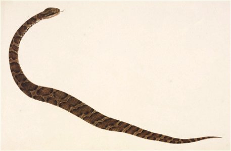 Naturalis Biodiversity Center - RMNH.ART.105 - Gloydius blomhoffii - Kawahara Keiga - 1823 - 1829 - Siebold Collection - pencil drawing - water colour