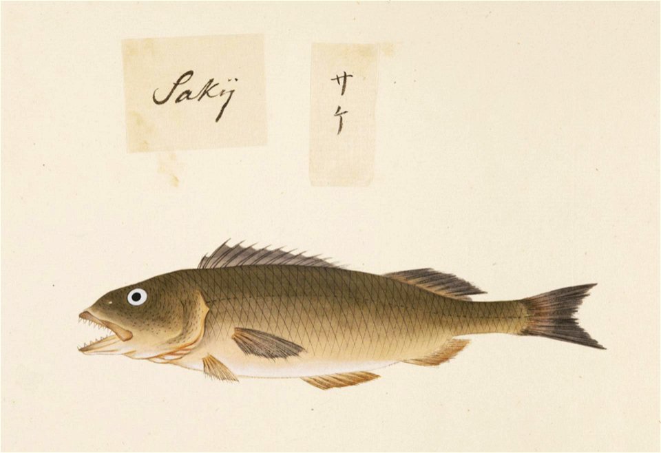 Naturalis Biodiversity Center - RMNH.ART.494 - Unidentified fish - Kawahara Keiga - 1823 - 1829 - Siebold Collection - pencil drawing - water colour