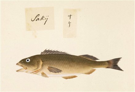 Naturalis Biodiversity Center - RMNH.ART.494 - Unidentified fish - Kawahara Keiga - 1823 - 1829 - Siebold Collection - pencil drawing - water colour