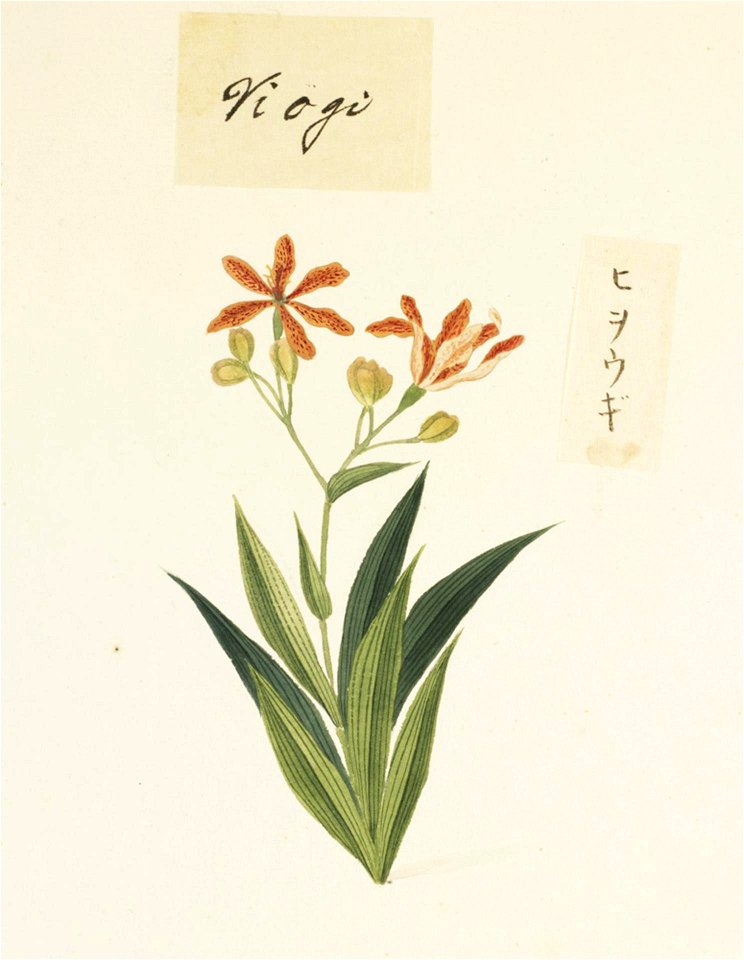 Naturalis Biodiversity Center - RMNH.ART.720 - Belamcanda chinensis - Kawahara Keiga - 1823 - 1829 - Siebold Collection - pencil drawing - water colour
