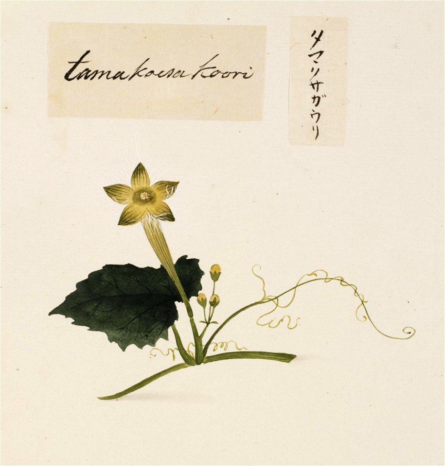 Naturalis Biodiversity Center - RMNH.ART.674 - Unidentified plant - Kawahara Keiga - 1823 - 1829 - Siebold Collection - pencil drawing - water colour