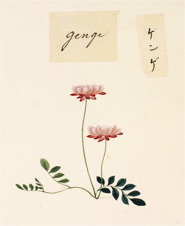 Naturalis Biodiversity Center - RMNH.ART.687 - Astragalus sinicus Chinese milk vetch - Kawahara Keiga - 1823 - 1829 - Siebold Collection - pencil drawing - water colour