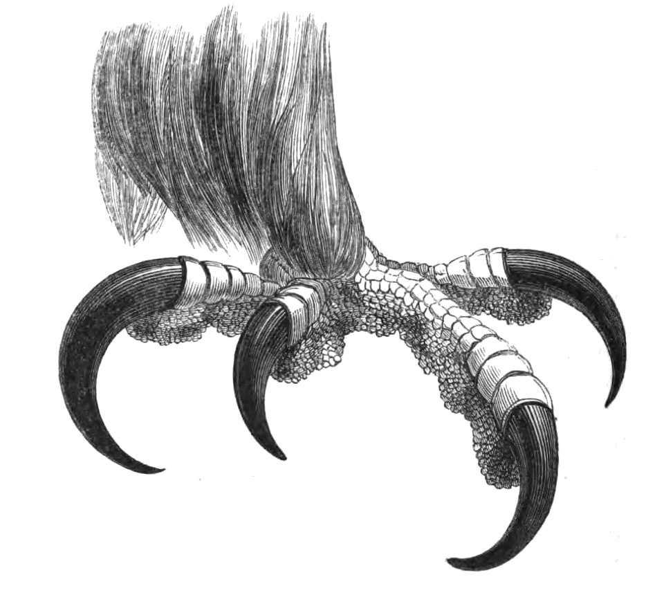 Natural History, Birds - Eagle Foot
