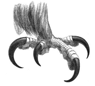 Natural History, Birds - Eagle Foot